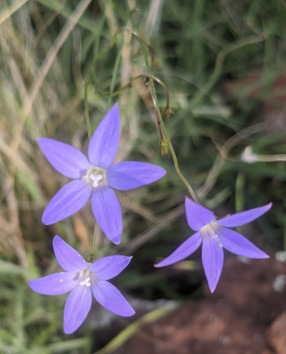Image of Wahlenbergia stricta by (c) Richard Shirky, some rights reserved (CC BY)
