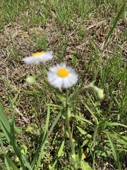 Erigeron philadelphicus