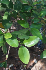 Avicennia bicolor