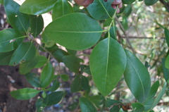 Avicennia bicolor