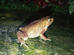 Ingerophrynus biporcatus