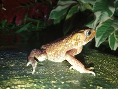 Ingerophrynus biporcatus