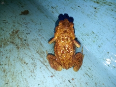 Ingerophrynus biporcatus
