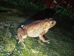 Ingerophrynus biporcatus