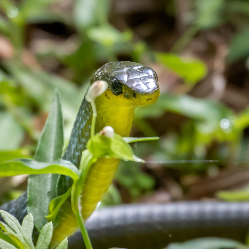 Common Tree Snake sighting