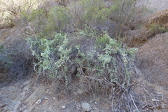 Dioscorea hemicrypta