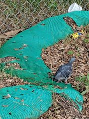 Columba livia domestica
