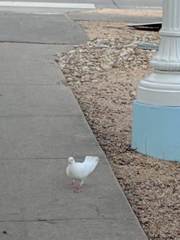 Columba livia domestica