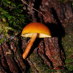 Gymnopilus austropicreus