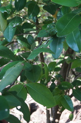 Avicennia bicolor