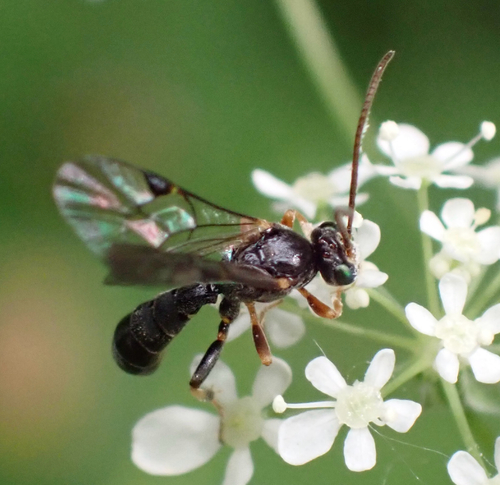 Otoblastus luteomarginatus