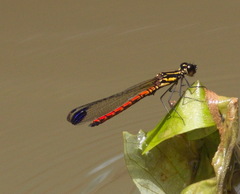 Libellago aurantiaca