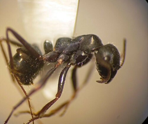 Alloformica aberransAlloformica aberrans