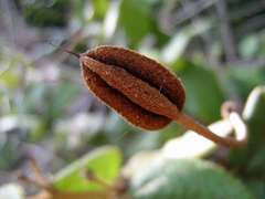 Helicteres laciniosa