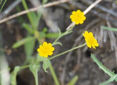 Eriophyllinae