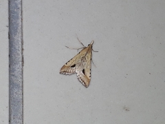 Diasemia monostigma