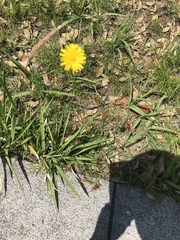 Hypochaeris radicata