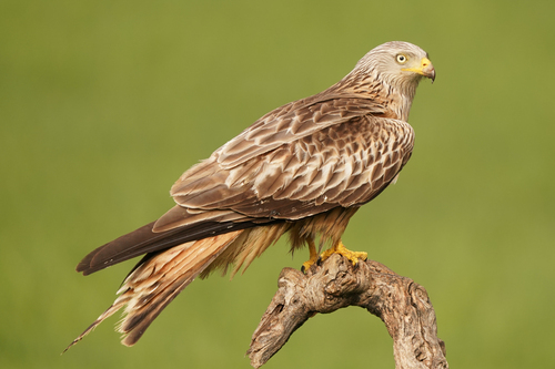 Foto de Red Kite