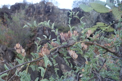 Dioscorea hemicrypta