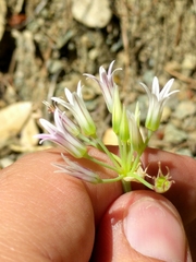 Allium bolanderi