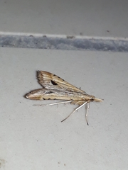 Diasemia monostigma