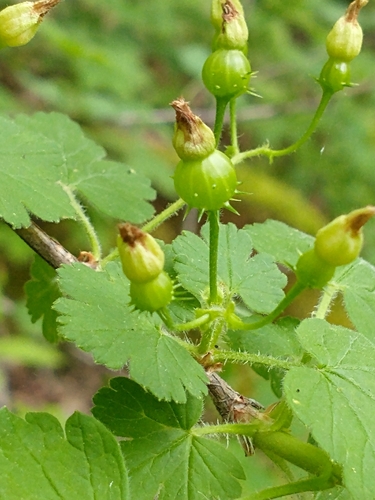 Eastern prickly gooseberry (Ribes cynosbati)