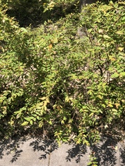 Zanthoxylum schinifolium