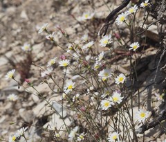 Malacothrix floccifera