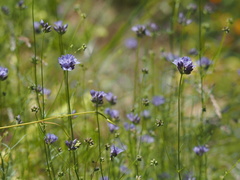 Gilia capitata