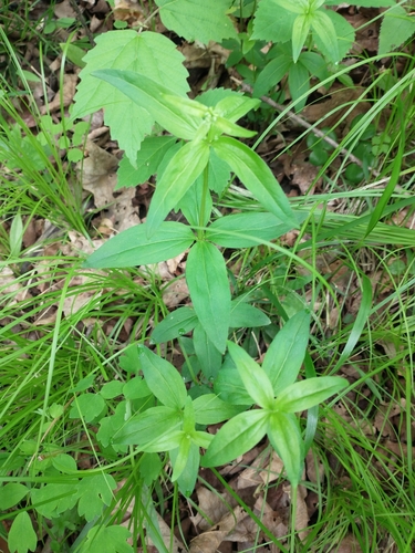 Image of Galium lanceolatum by (c) Tom Norton, some rights reserved (CC BY)