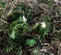 Anemonoides caerulea