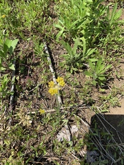 Pseudognaphalium affine