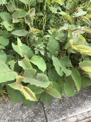 Rumex japonicus