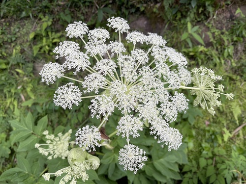 Angelica pubescens Maxim.