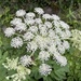 Angelica pubescens - Photo (c) leehsueh,  זכויות יוצרים חלקיות (CC BY-NC)
