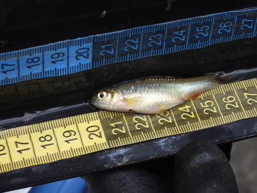 Taiwan minnow (Pararasbora moltrechti) — Cyprinidae — 5