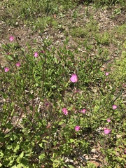 Oenothera rosea