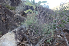 Dioscorea hemicrypta