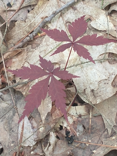 Acer palmatum