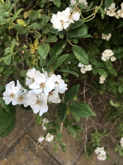 Rosa multiflora