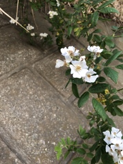 Rosa multiflora
