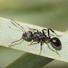 Pseudonotoncus hirsutus