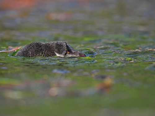 Transcaucasian Water Shrew photographed in Georgia
