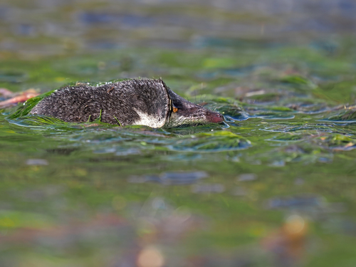 Transcaucasian Water Shrew