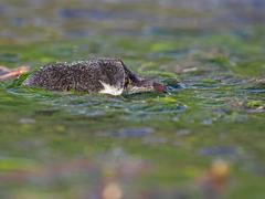 Transcaucasian Water Shrew photo 3