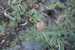 Dioscorea hemicrypta