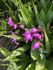 Bletilla striata
