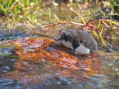 Transcaucasian Water Shrew photo 2