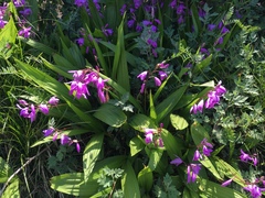 Bletilla striata