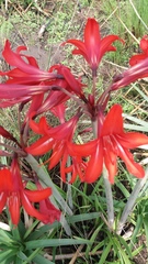 Hippeastrum ramboi